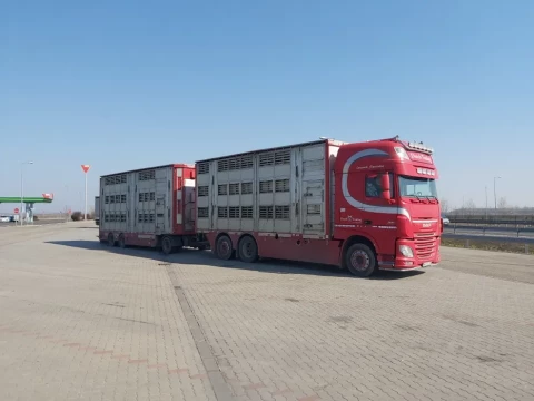Transport animale vii